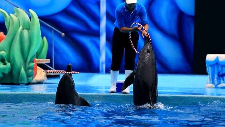 中秋特惠！（9.13-15）深圳海洋世界门票现4折仅69.9抢购~美到爆