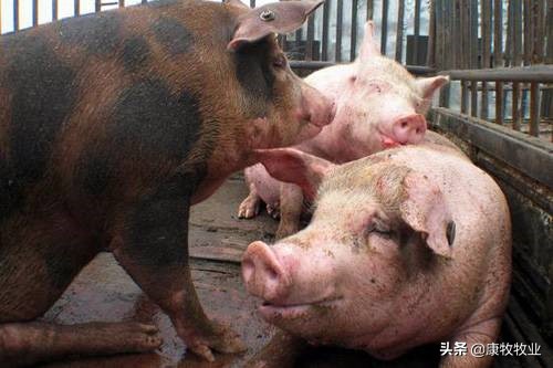 仔猪断尾从什么位置断最合适,仔猪剪尾用什么消毒最好