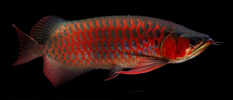 检测水质是智商税吗,龙鱼水质检测标准是多少