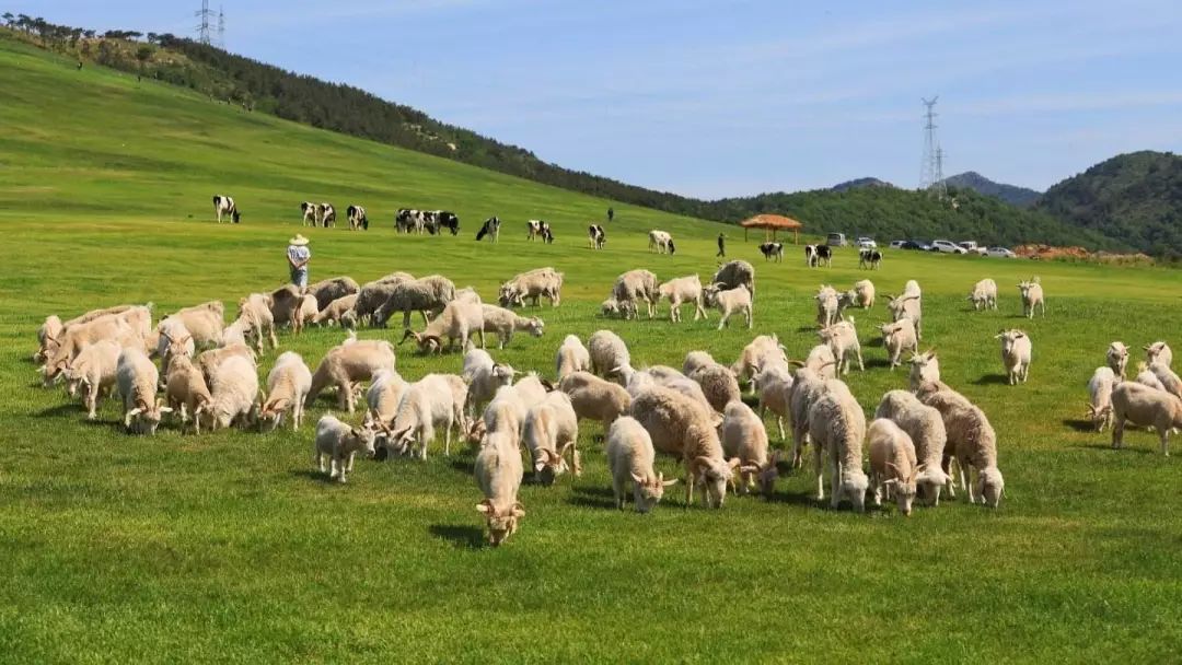 大连重阳节旅游攻略,大连九月秋游攻略
