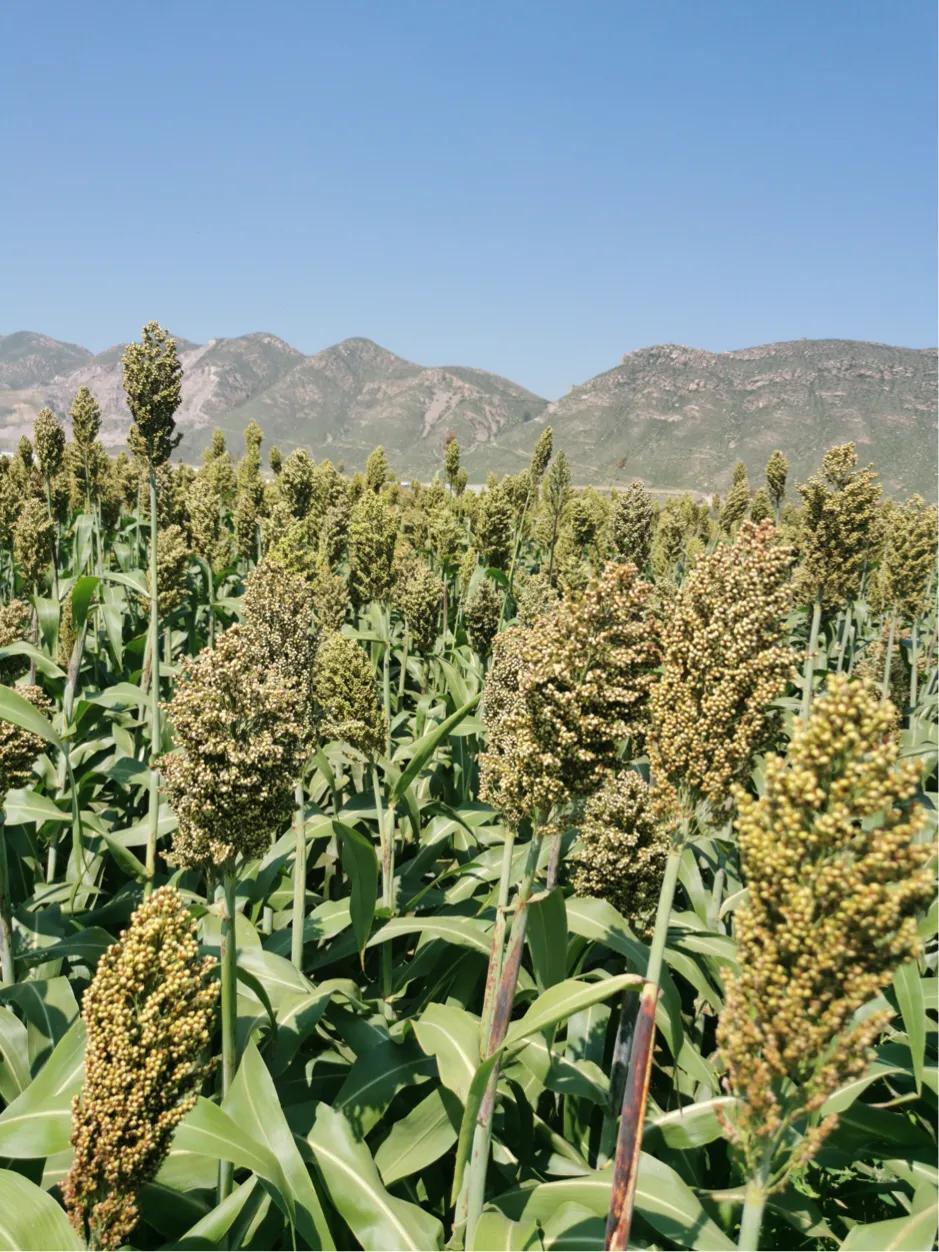 滹沱河畔冬日美景,滹沱河边漫步赏美景