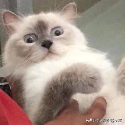 猫咪拉肚子医生给了益生菌,猫咪拉稀喂蒙脱石散需要禁食吗