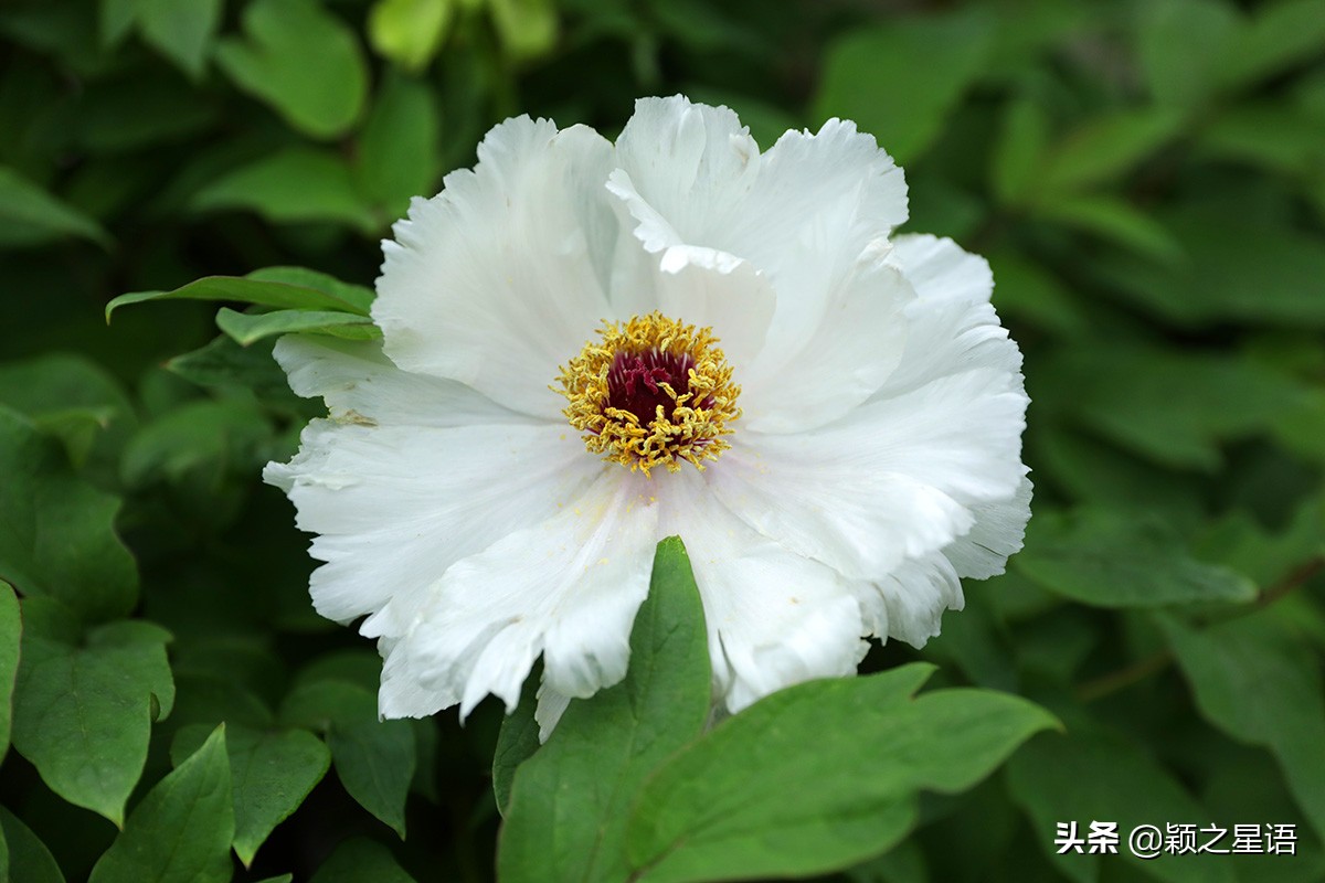 宁波牡丹花园有哪些,宁波古今牡丹园