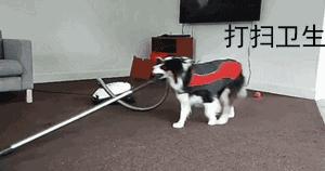 我养的边牧为什么看到谁都很热情,别以为边牧很好养