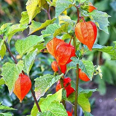 生物相册：姑娘还是菇茑？这水果，世界各地有39种