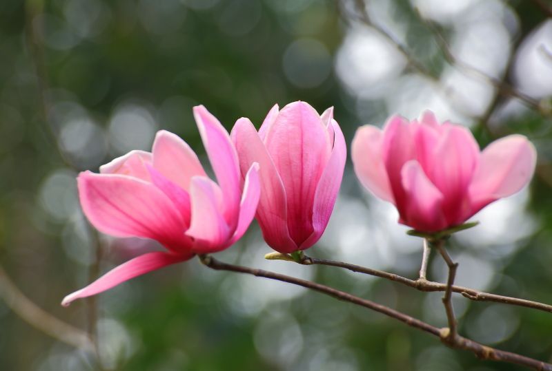 木兰花冬季养护,木兰花平时养护