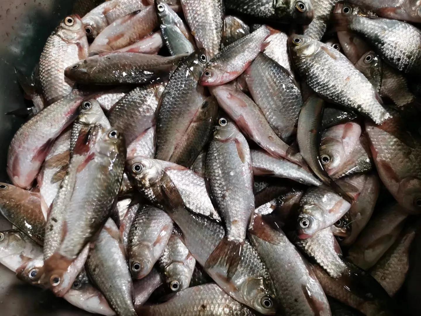 避免小鱼的正确方法,夏季避开小鱼的绝招