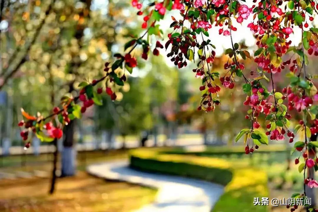 春天里最美的遇见歌曲,春天最美的文案就是油菜花