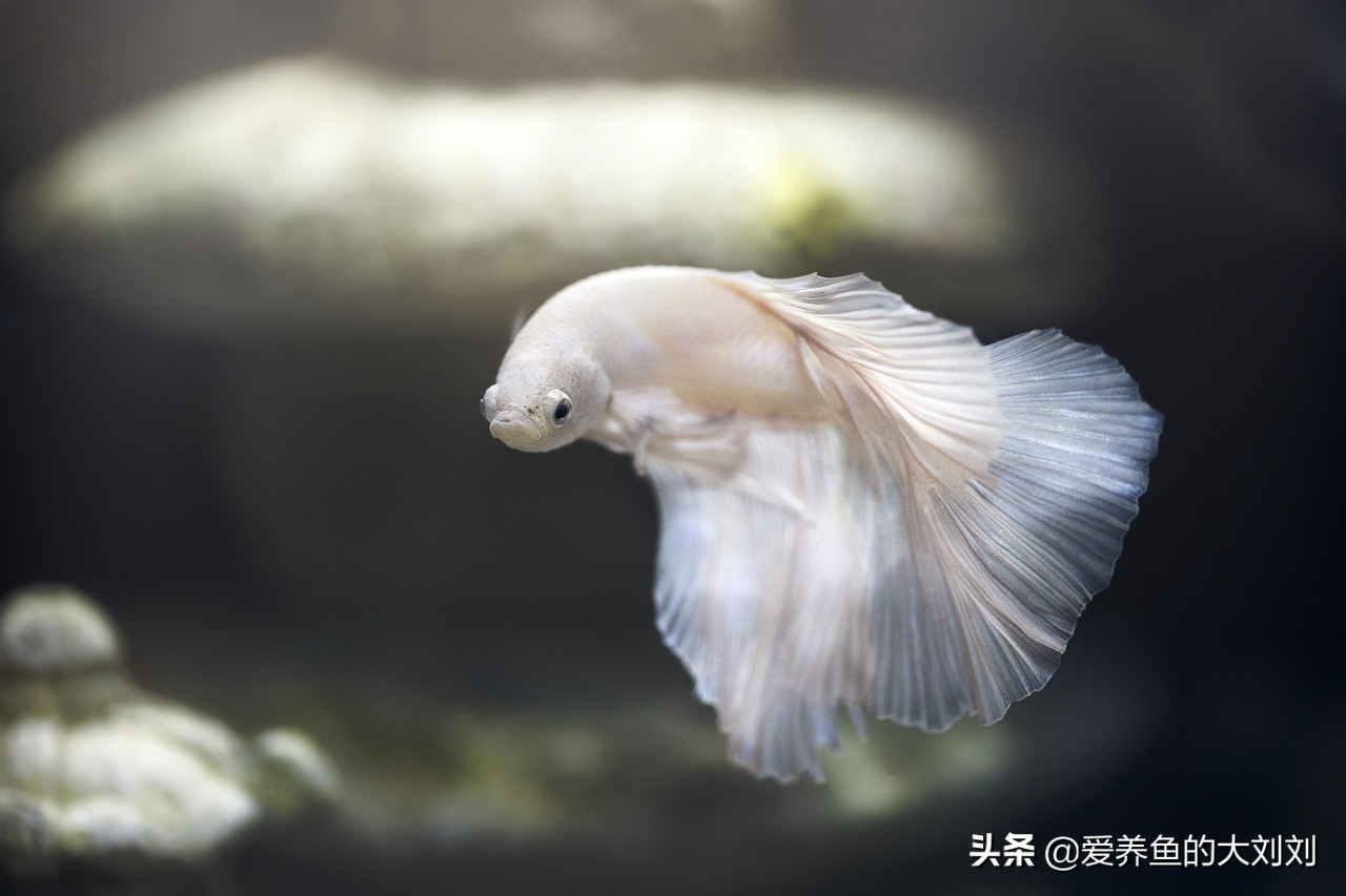 中国斗鱼好养还是泰国斗鱼好养,中国斗鱼和泰国斗鱼有什么区别