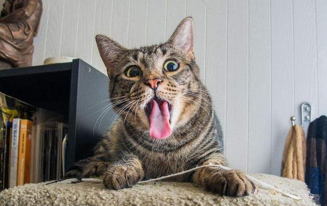 原来养猫有7个好处,原来养猫这么赚钱