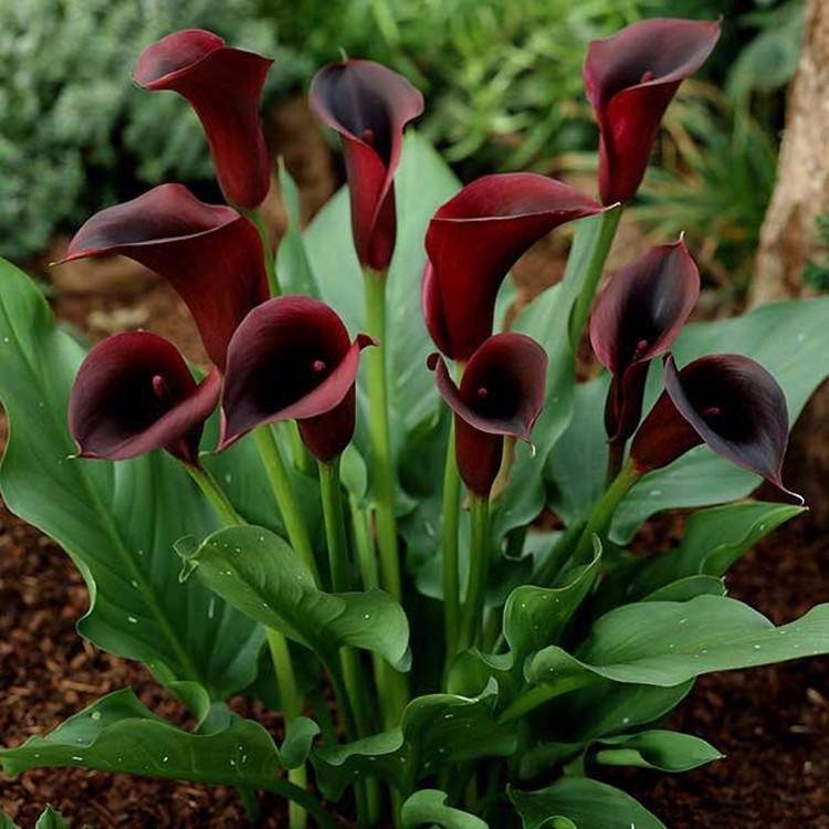 彩色马蹄莲的养殖方法和注意事项,彩色马蹄莲花为什么会滴水