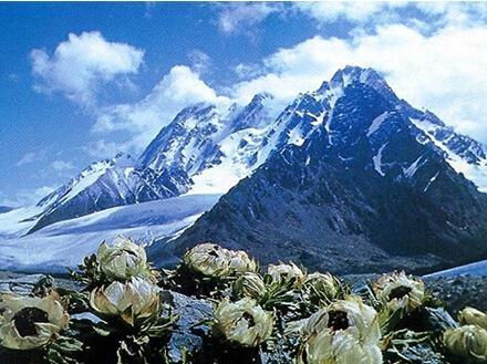 24个节气24朵花,你觉得24节气里面哪个节气最美