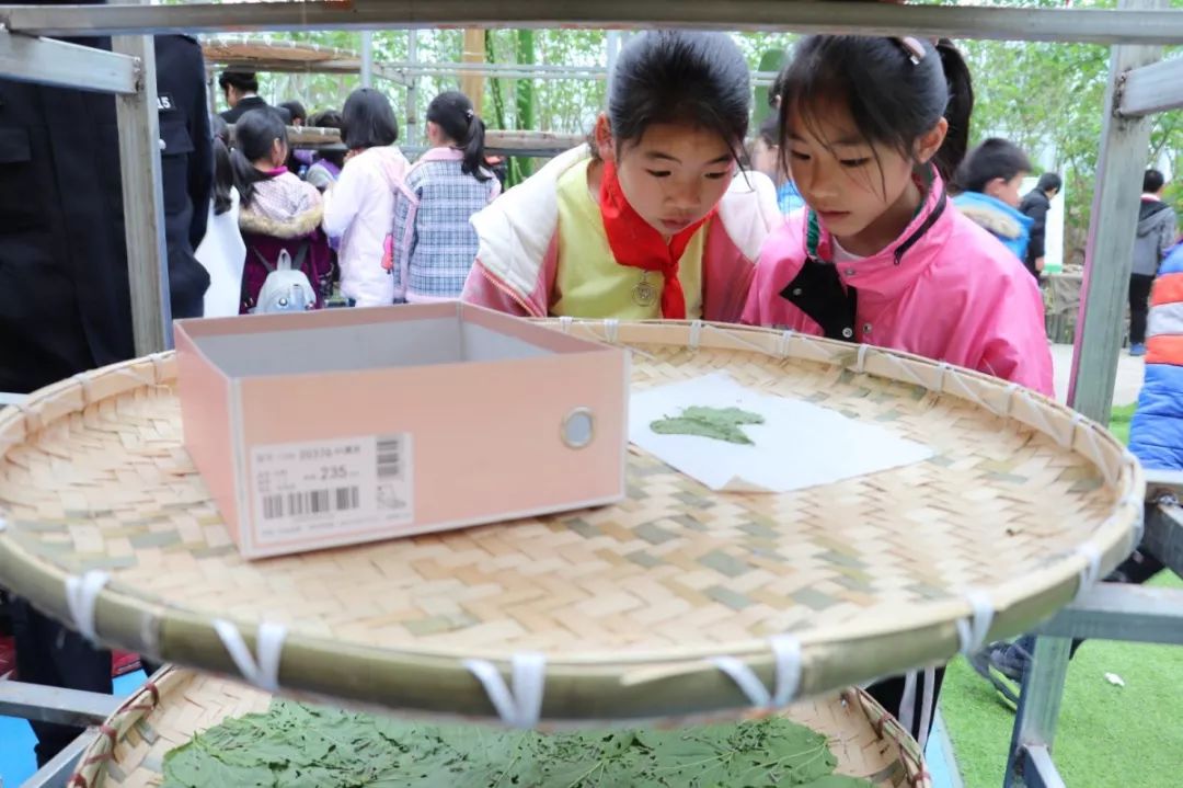 益阳有哪些适合踏春的地方,益阳附近踏春好去处