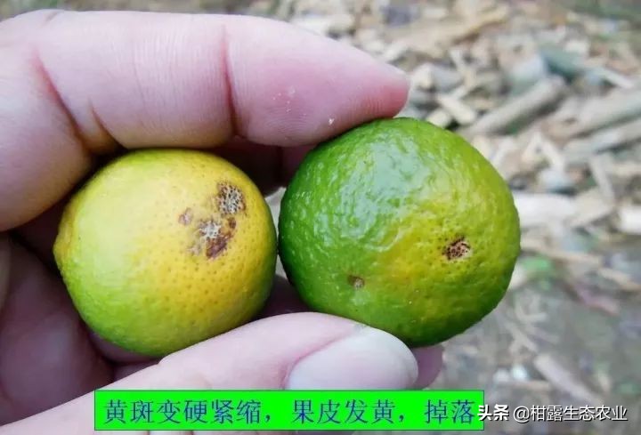 10类常见虫害高清图谱含防治方案,20种病虫害防治集合