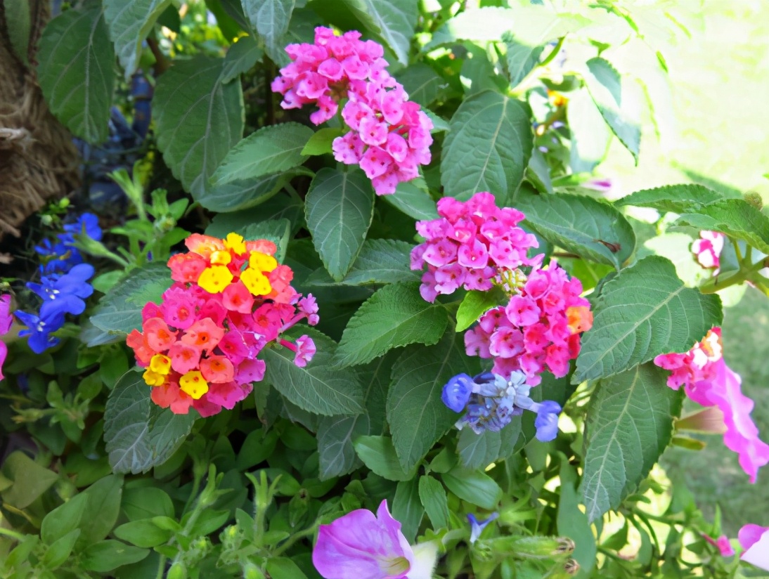 适合养在卧室不会引来蚊虫的花,夏季种什么花可以驱蚊虫