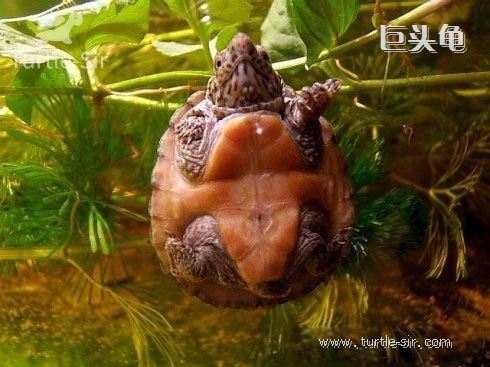 蛋龟养殖之家的龟怎么样,如何养好巨头蛋龟
