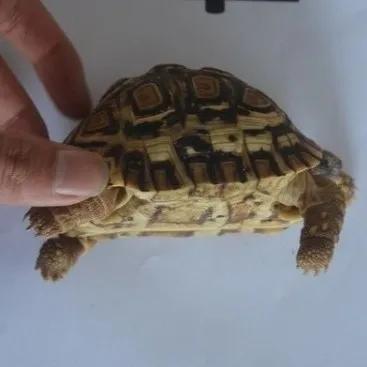 台州宠物龟被抓去哪里了,温岭宠物龟被抓