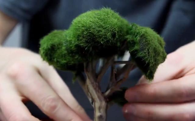 莫斯树到底好不好,莫斯树是什么