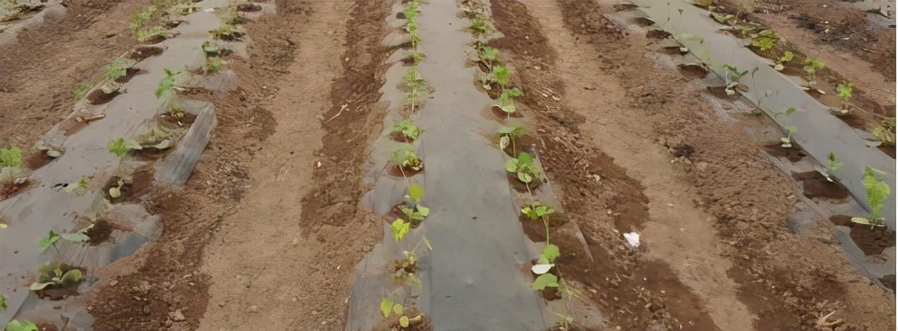 现在大棚黄瓜如何管理,大棚黄瓜怎样管理