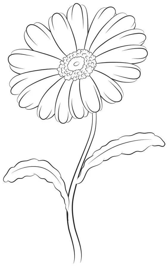 白描各种花朵,花朵白描图片大全大图