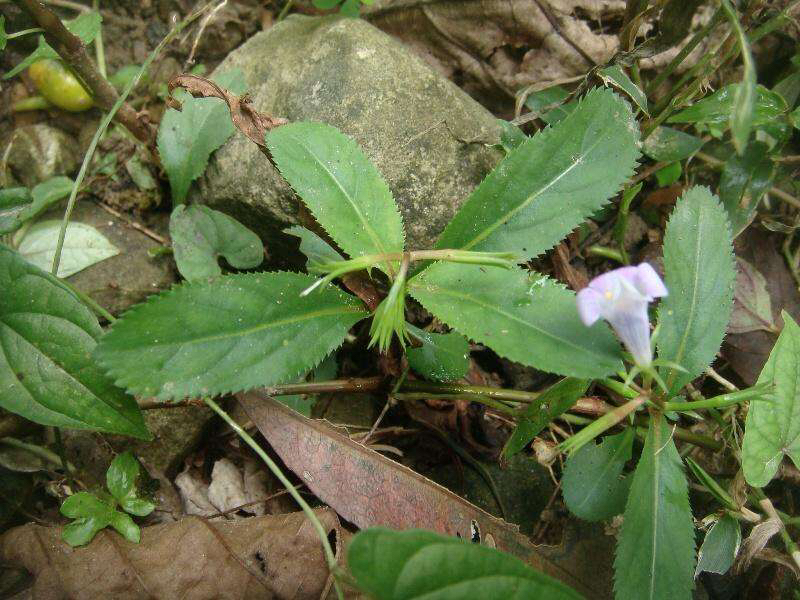 中药鸭嘴草的作用,鸭嘴草药的功效图片