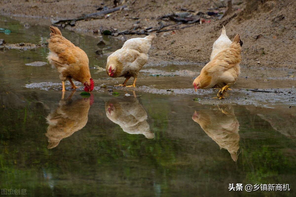 适合农村发展的致富项目大全,适合农村的致富小项目有哪些