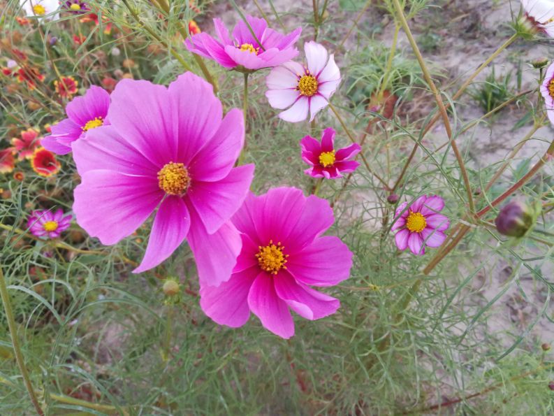 散文一缕墨香一丝牵挂,散文一朵丁香花