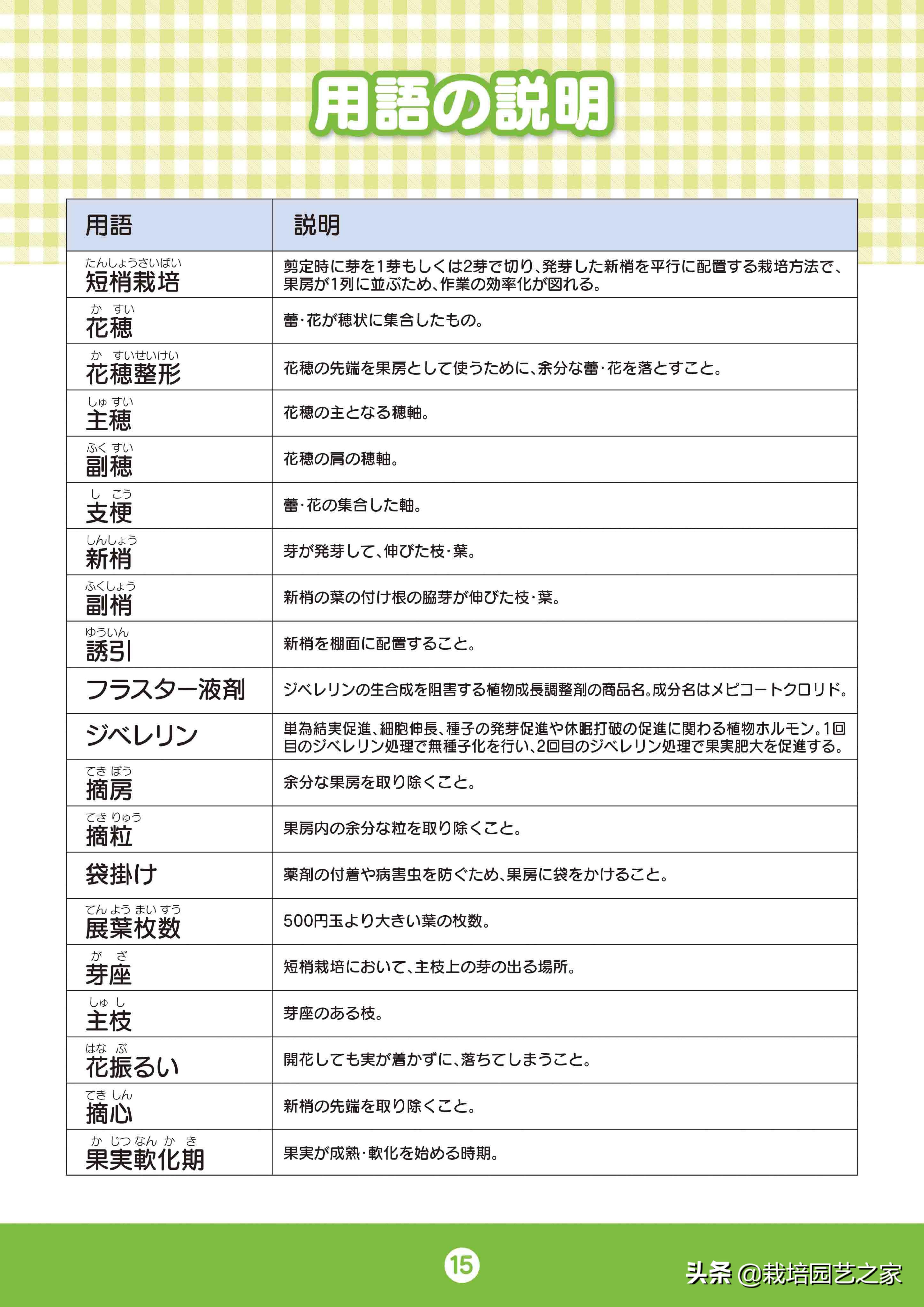 日本阳光玫瑰葡萄全教程,日本阳光玫瑰保果配方