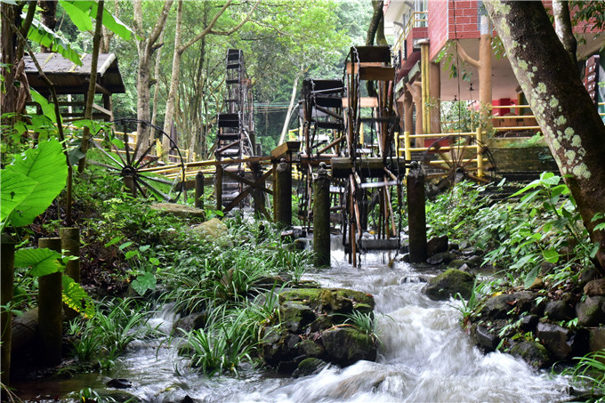 肇庆市粉黛乱子草,肇庆德庆盘龙峡薰衣草