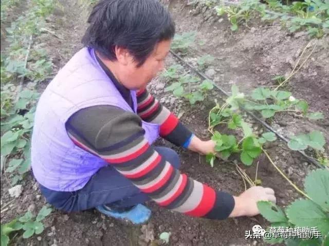 这个季节草莓怎么养护,3月草莓如何增甜