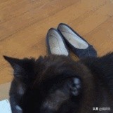 猫咪斗鸡眼是什么意思,猫咪斗鸡眼困倦不爱动微微颤抖