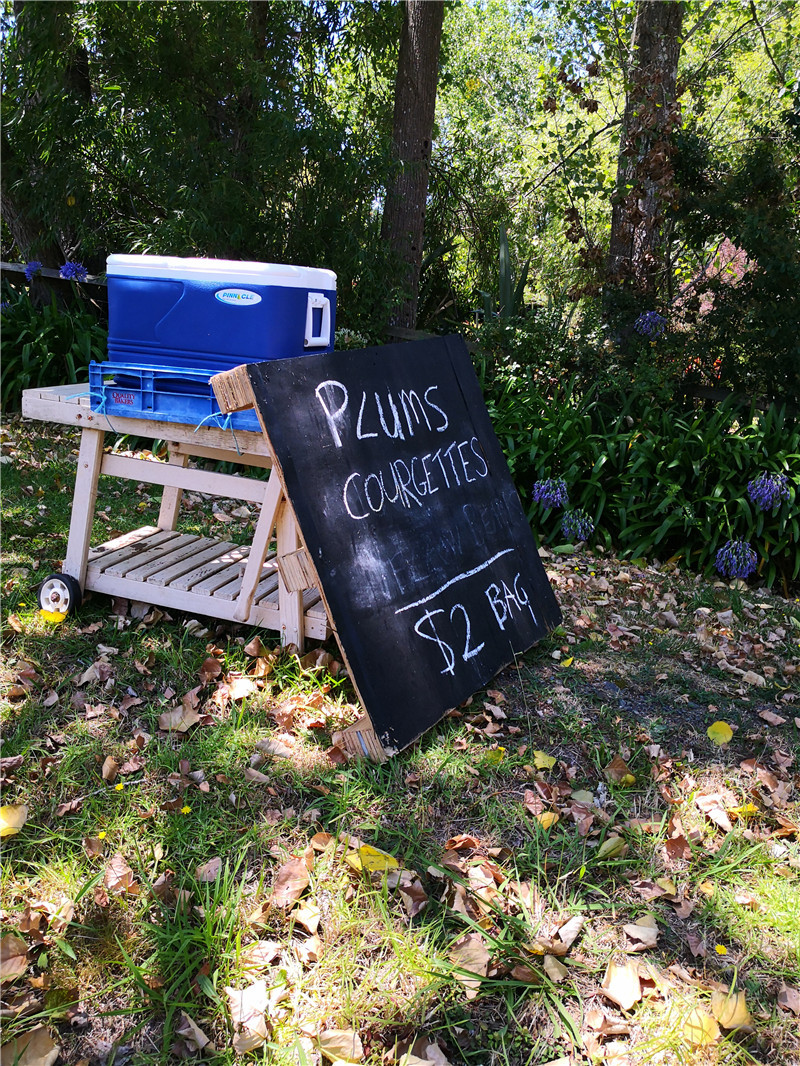 新西兰口罩价格,澳洲卖新西兰口罩