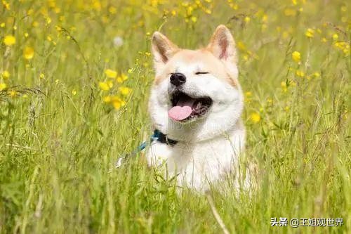 家里没矿的不建议养这5种狗实在是太费钱了