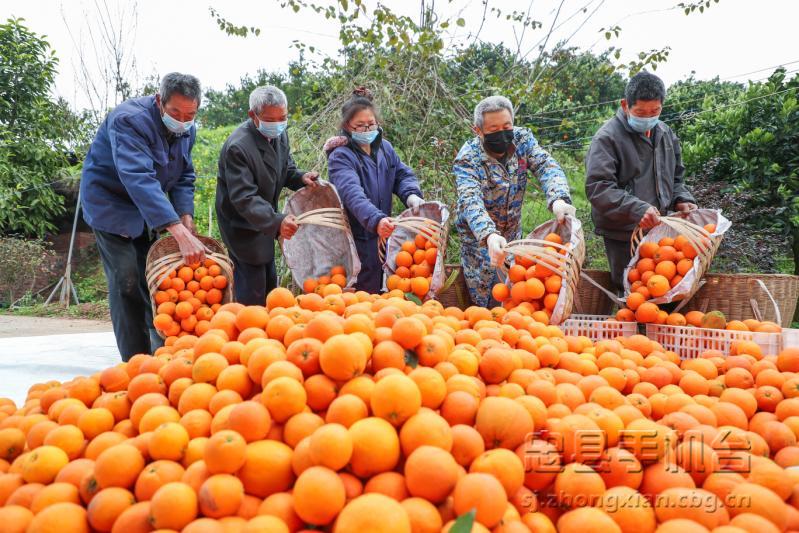 重庆忠县忠橙,忠县忠橙哪里买