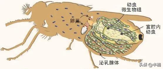 人被它咬会昏睡至死，非洲因它而贫穷，采采蝇究竟是何方神圣？