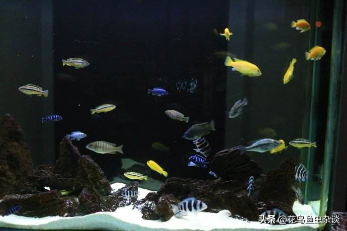 养三湖鱼需要什么水草,三湖鱼怎么喂食