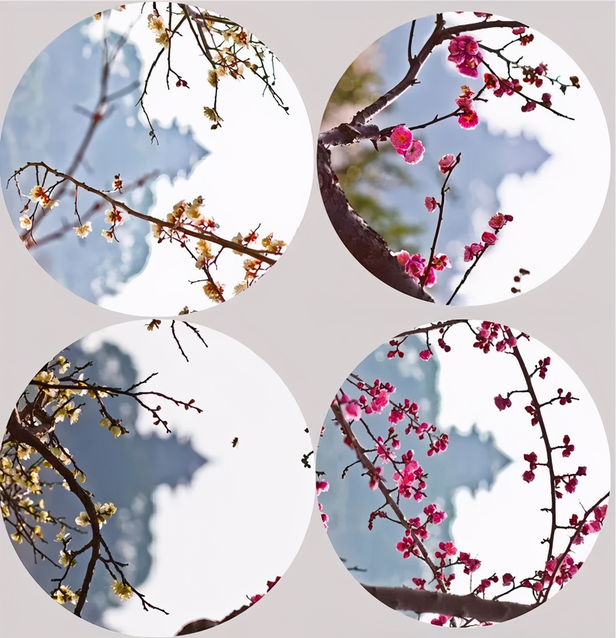 苏州西山有什么好的农家乐,苏州西山农家乐春节五日游