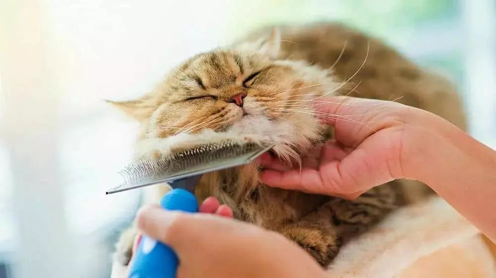 给猫梳毛能防止掉毛吗,给猫梳毛为什么猫会舒服