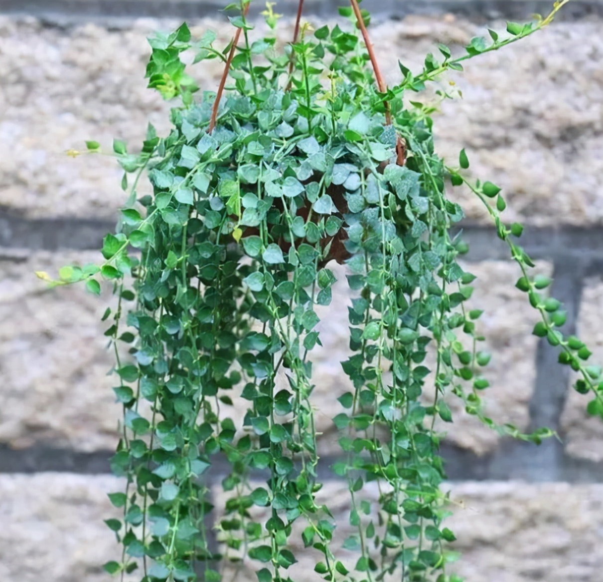 多肉养成垂吊,好养的垂吊多肉