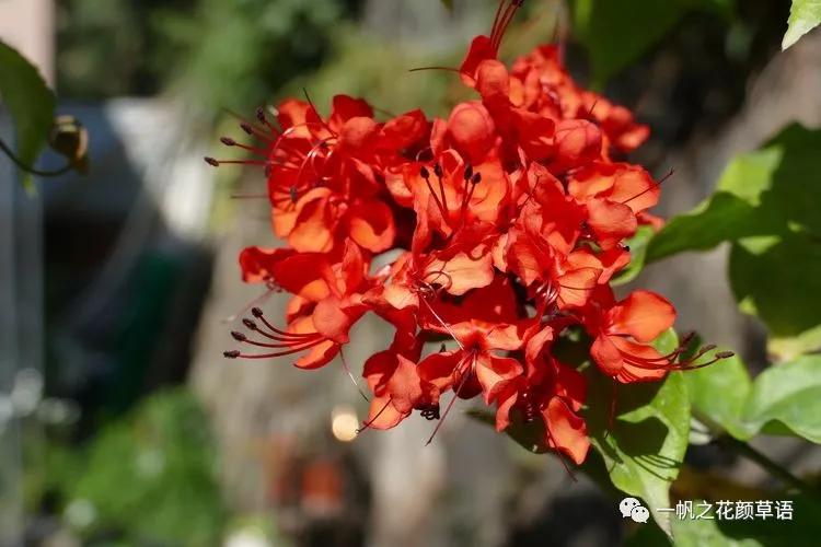 美丽赪桐（Clerodendrumspeciosissimum）