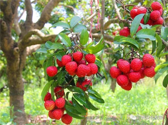 荔枝特别酸怎么办,荔枝上火怎么快速解决