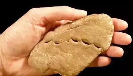 泰国一种动物，只吃不拉？其实，它的便便是美容上品……