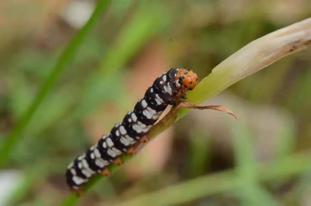 风雨兰的惊艳,风雨兰花开花