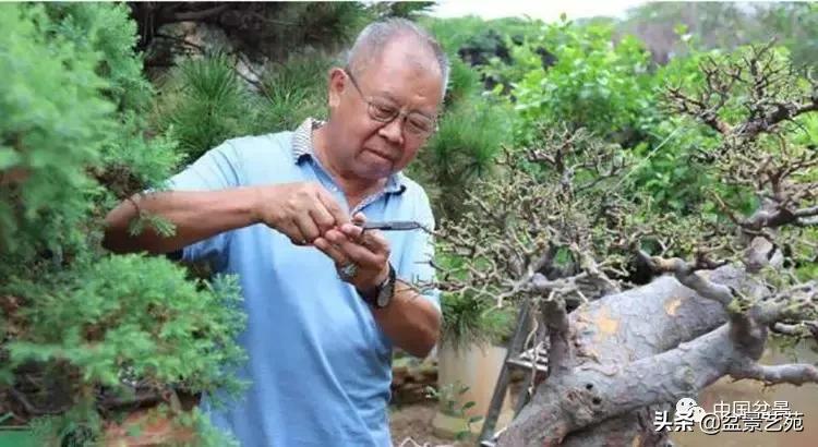 陈文图榕树欣赏,陈文图盆景