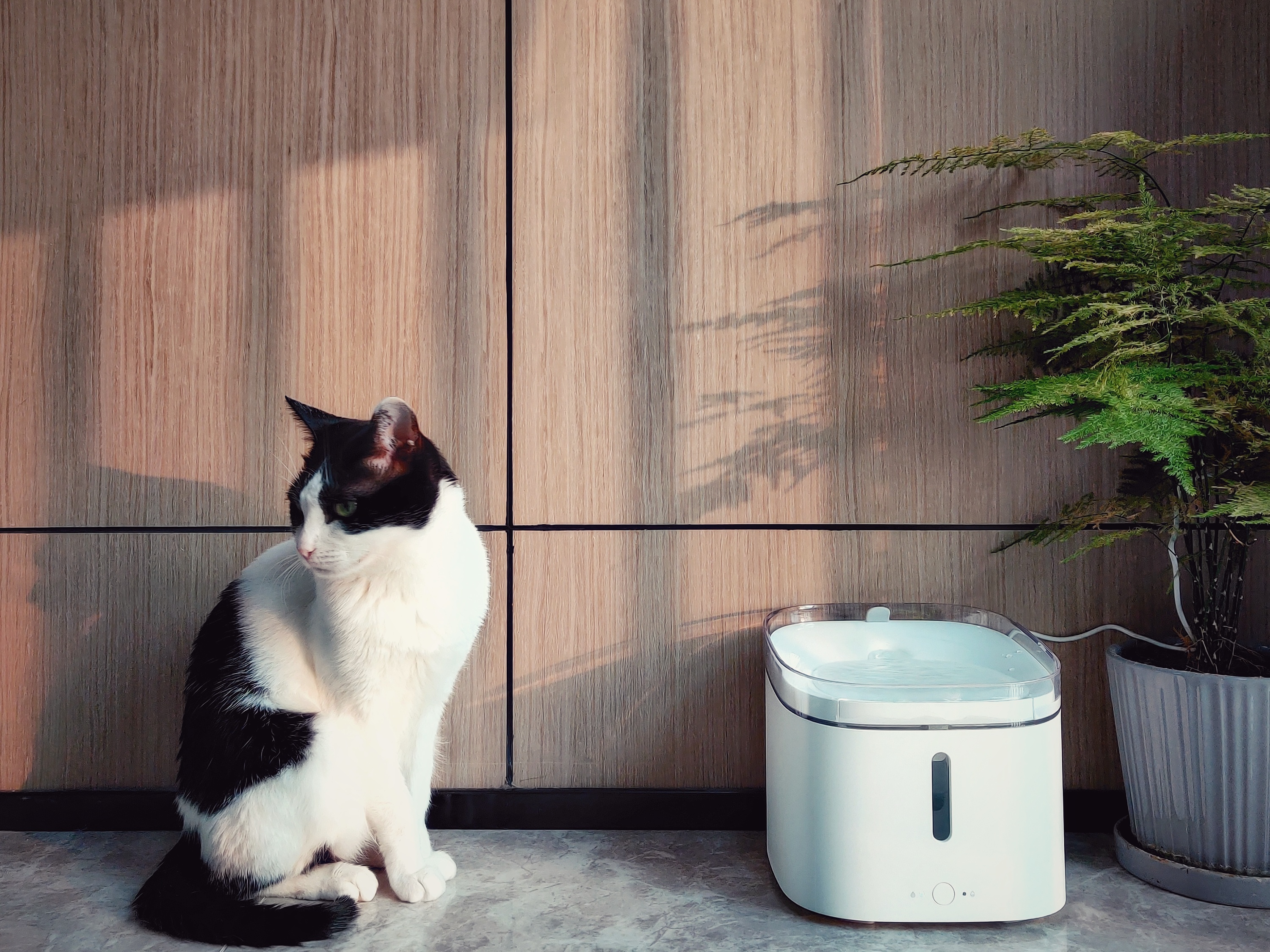 幼猫可用的猫咪饮水机,如何让猫咪学会用猫咪专用饮水机