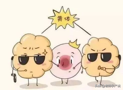 试管婴儿移植囊胚失败怎么办,移植冻囊胚前到底要不要黄体支持