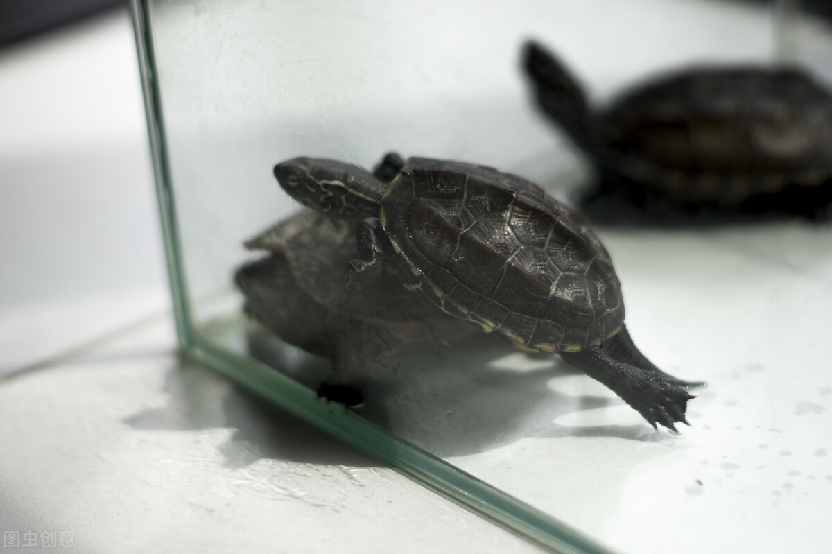 养龟六大忌新手养龟知识100条,养龟知识100条解决养龟常见问题