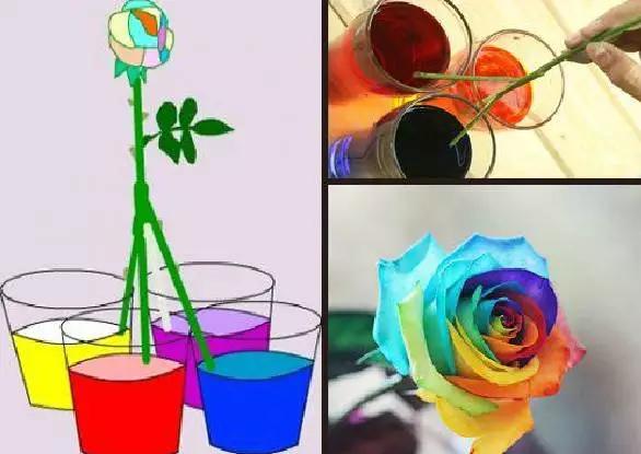 有颜色的玫瑰是怎么做出来的,白玫瑰怎么做七彩玫瑰