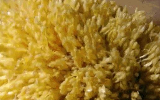 天然去雕饰的《水果传》，给你一场抵挡不住的水果饕餮