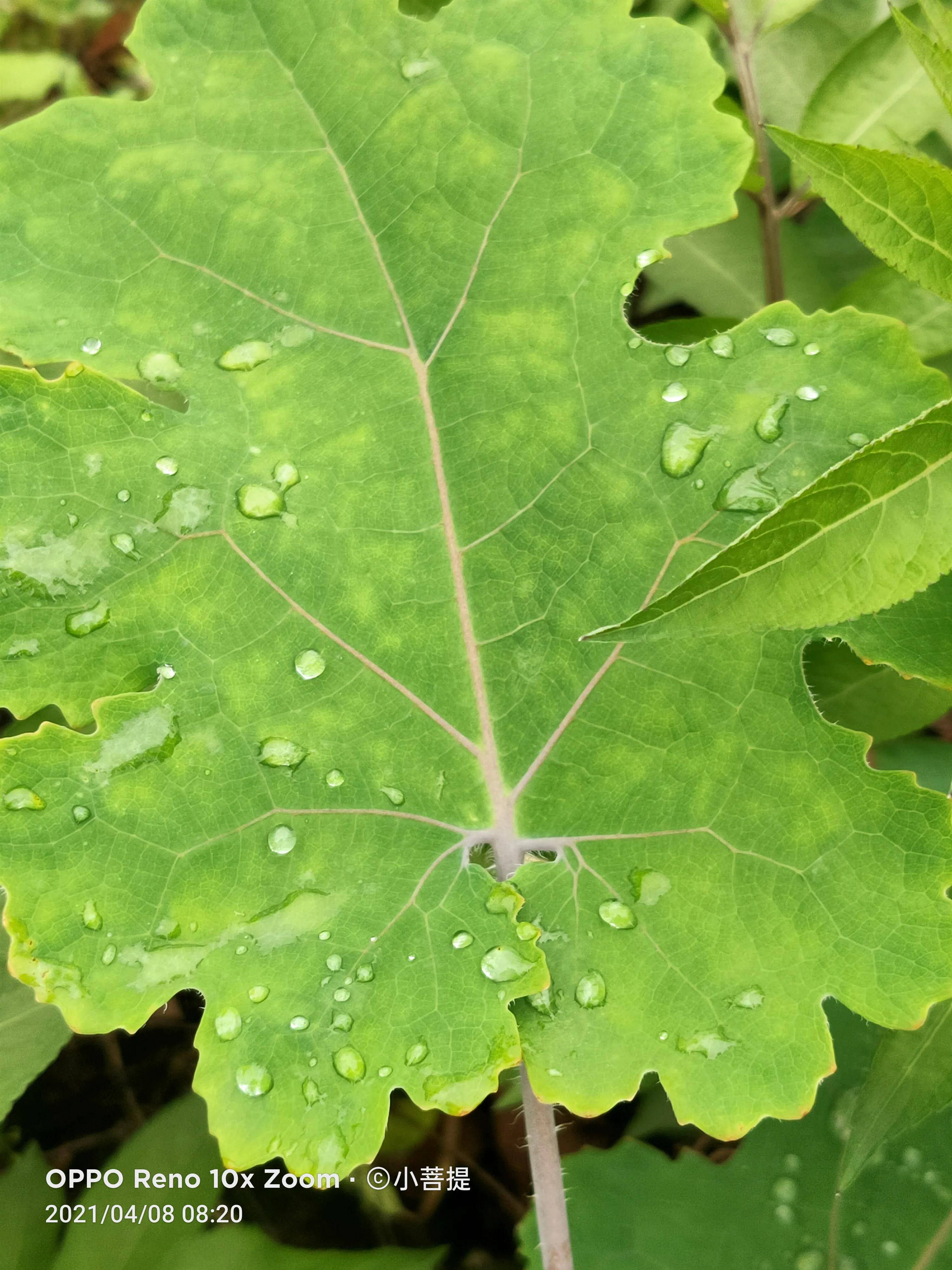 这种在草本里显得特别高大美丽的植物是罂栗的亲戚